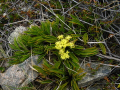 Aciphylla monroi