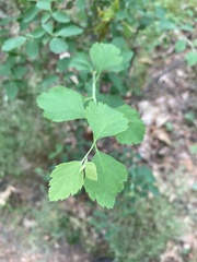 Spiraea chamaedryfolia