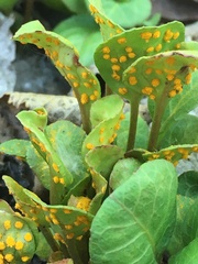 Rossmanomyces pyrolae