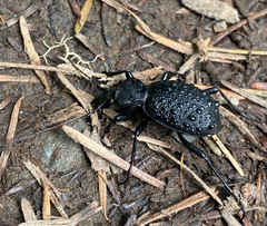 Cychrus tuberculatus