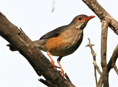 Turdus libonyana peripheris