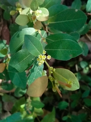 Phyllanthus neoleonensis