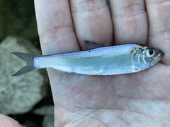 Alosa pseudoharengus