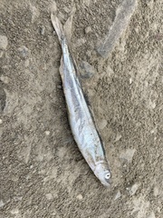 Thaleichthys pacificus