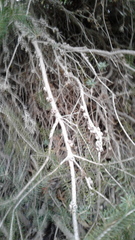 Melaleuca brevifolia