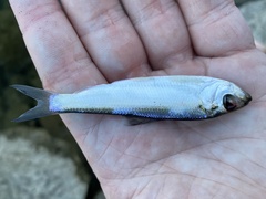 Alosa pseudoharengus