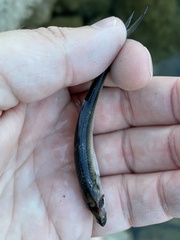 Alosa pseudoharengus