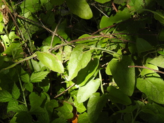 Aristolochia californica