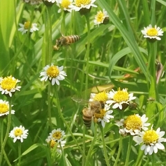 Apis mellifera