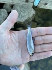 Alosa pseudoharengus