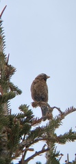 Leucosticte tephrocotis tephrocotis