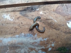 Luteostriata abundans