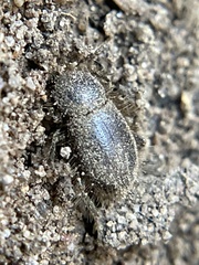 Eleodes littoralis