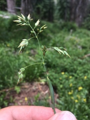 Poa alpina