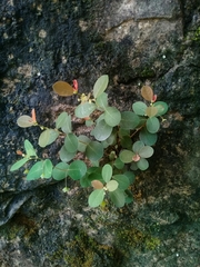 Phyllanthus neoleonensis