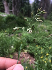 Poa alpina