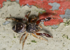 Harmochirus insulanus