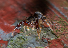 Harmochirus insulanus