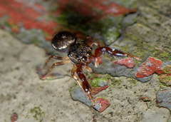 Harmochirus insulanus