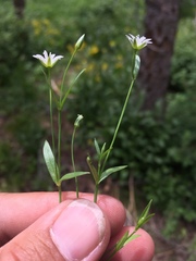 Stellaria longipes