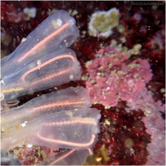 Clavelina huntsmani