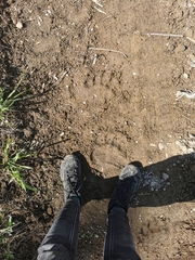 Ursus arctos beringianus