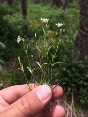 Stellaria longipes