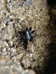 Allocosa funerea
