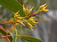Eucalyptus socialis viridans