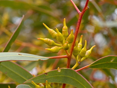 Eucalyptus socialis viridans