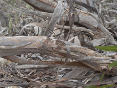 Eucalyptus socialis viridans