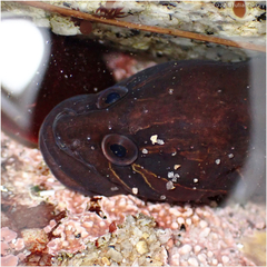 Black Prickleback photo 3