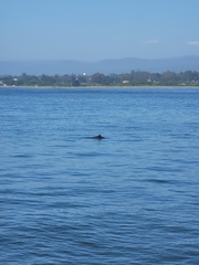 Phocoena phocoena vomerina