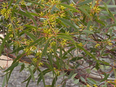 Eucalyptus socialis viridans