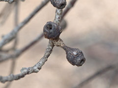 Eucalyptus socialis viridans