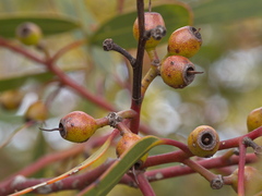 Eucalyptus socialis viridans