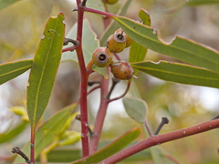 Eucalyptus socialis viridans