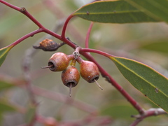 Eucalyptus socialis viridans