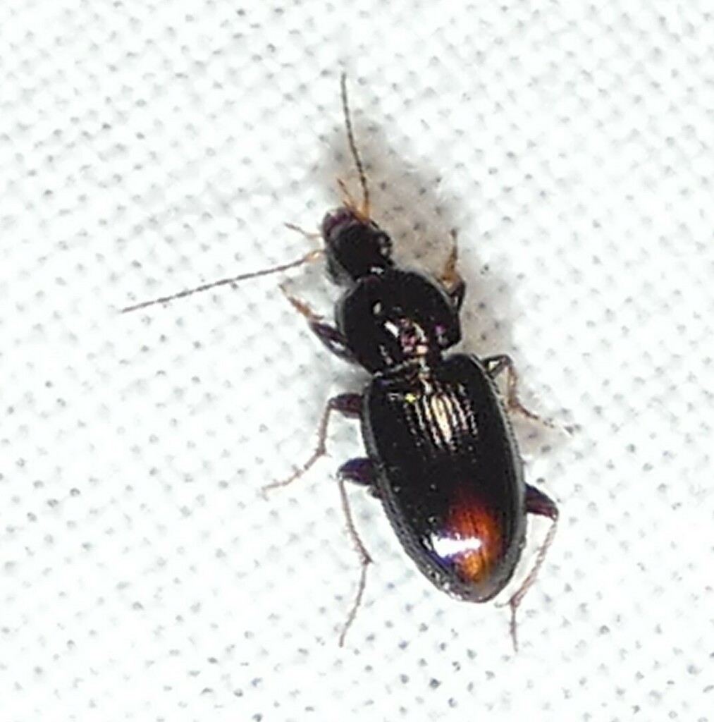 Oxycrepis celeris