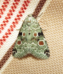 Maliattha concinnimacula