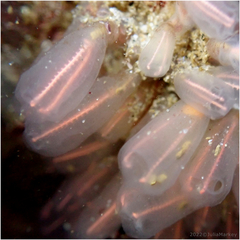 Lightbulb Tunicate photo 2
