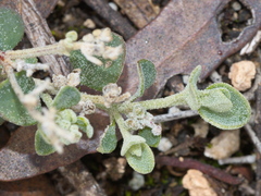 Chenopodium desertorum