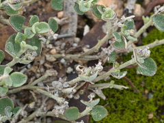 Chenopodium desertorum