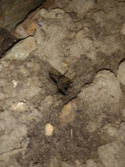 Lycosa erythrognatha