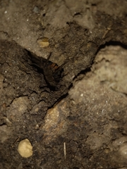 Lycosa erythrognatha