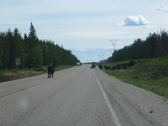 Bison bison athabascae