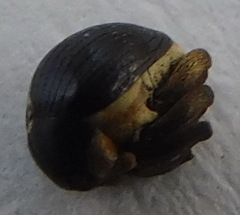 Orobitis cyanea