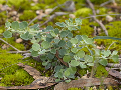 Chenopodium desertorum