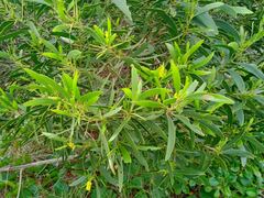 Acacia spirorbis