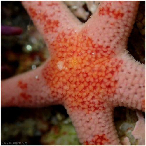 Dwarf Mottled Henricia, photo 2 of 10